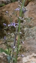 Petromarula pinnata