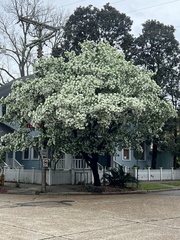 Chionanthus retusus