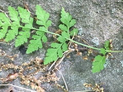 Cystopteris tenuis