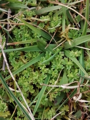 Alchemilla australis