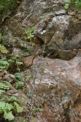 Petromarula pinnata