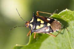 Oebalus poecilus
