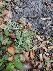 Gamochaeta antillana