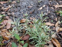 Gamochaeta antillana