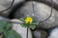 Potentilla indica