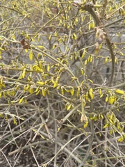Forsythia