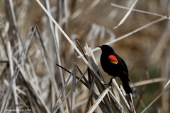 Agelaius phoeniceus