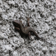 Podarcis muralis