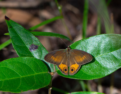 Hypocysta irius