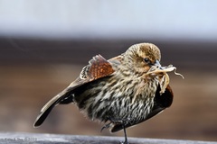 Agelaius phoeniceus