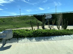 Pachycereus pringlei