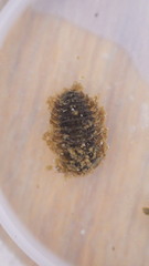 Ectopria nervosa