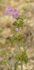 Galeopsis angustifolia