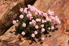 Armeria pubigera