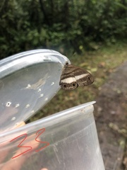 Euptychoides albofasciata