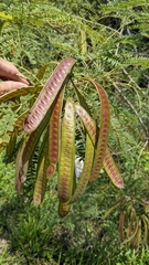 Image of Leucaena leucocephala