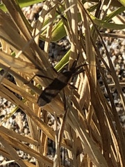 Phthiacnemia picta