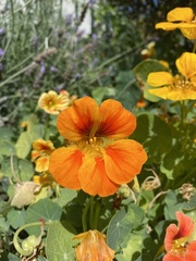 Tropaeolum majus