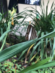 Euptychoides albofasciata