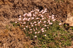 Armeria pubigera