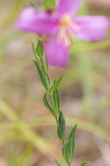 Rhexia alifanus