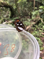 Hyposcada illinissa ida