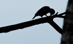 Melanerpes cruentatus