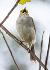 Ammodramus aurifrons