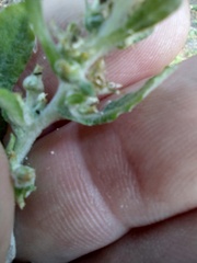 Gamochaeta antillana