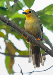 Metopothrix aurantiaca