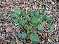 Viola hirta