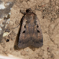 Parabagrotis insularis