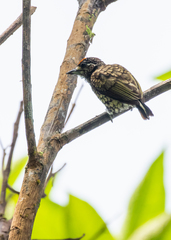 Picumnus squamulatus