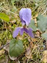 Viola hirta