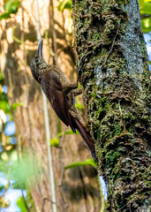 Dendrocolaptes picumnus