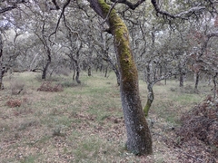 Quercus rotundifolia