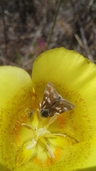 Heliothodes diminutiva