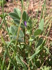 Vicia narbonensis