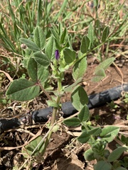 Vicia narbonensis