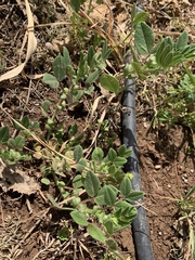 Vicia narbonensis
