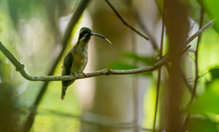 Phaethornis atrimentalis