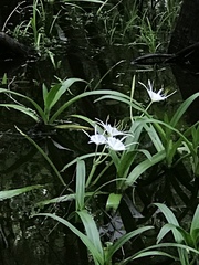 Hymenocallis rotata