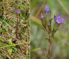 Gentianella germanica