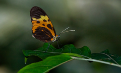 Mechanitis messenoides