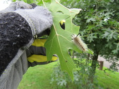 Halysidota tessellaris