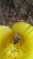 Heliothodes diminutiva