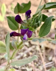 Vicia narbonensis