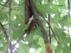 Halysidota tessellaris