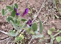 Vicia narbonensis