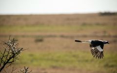 Lanius excubitoroides